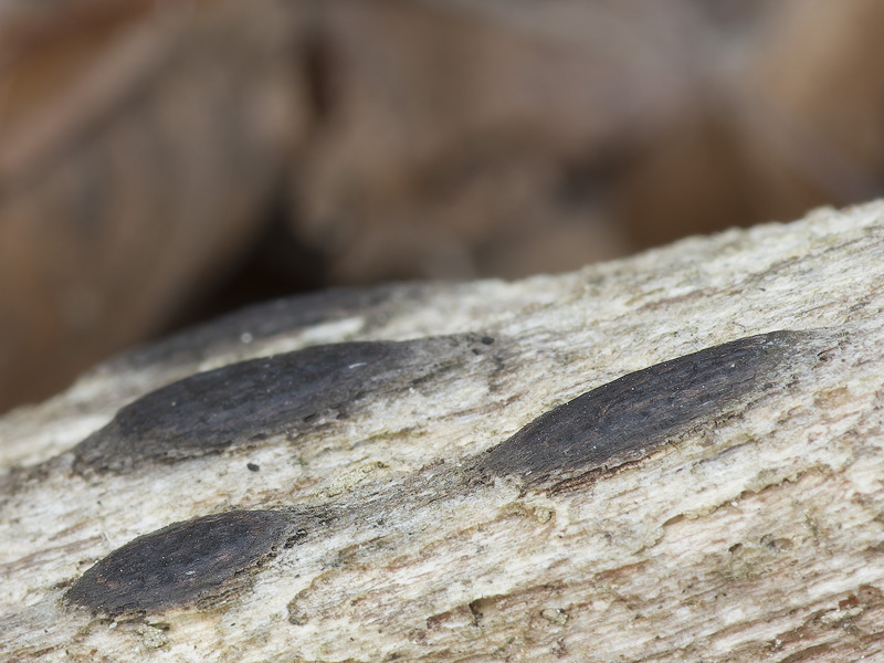 Lopadostoma pouzarii